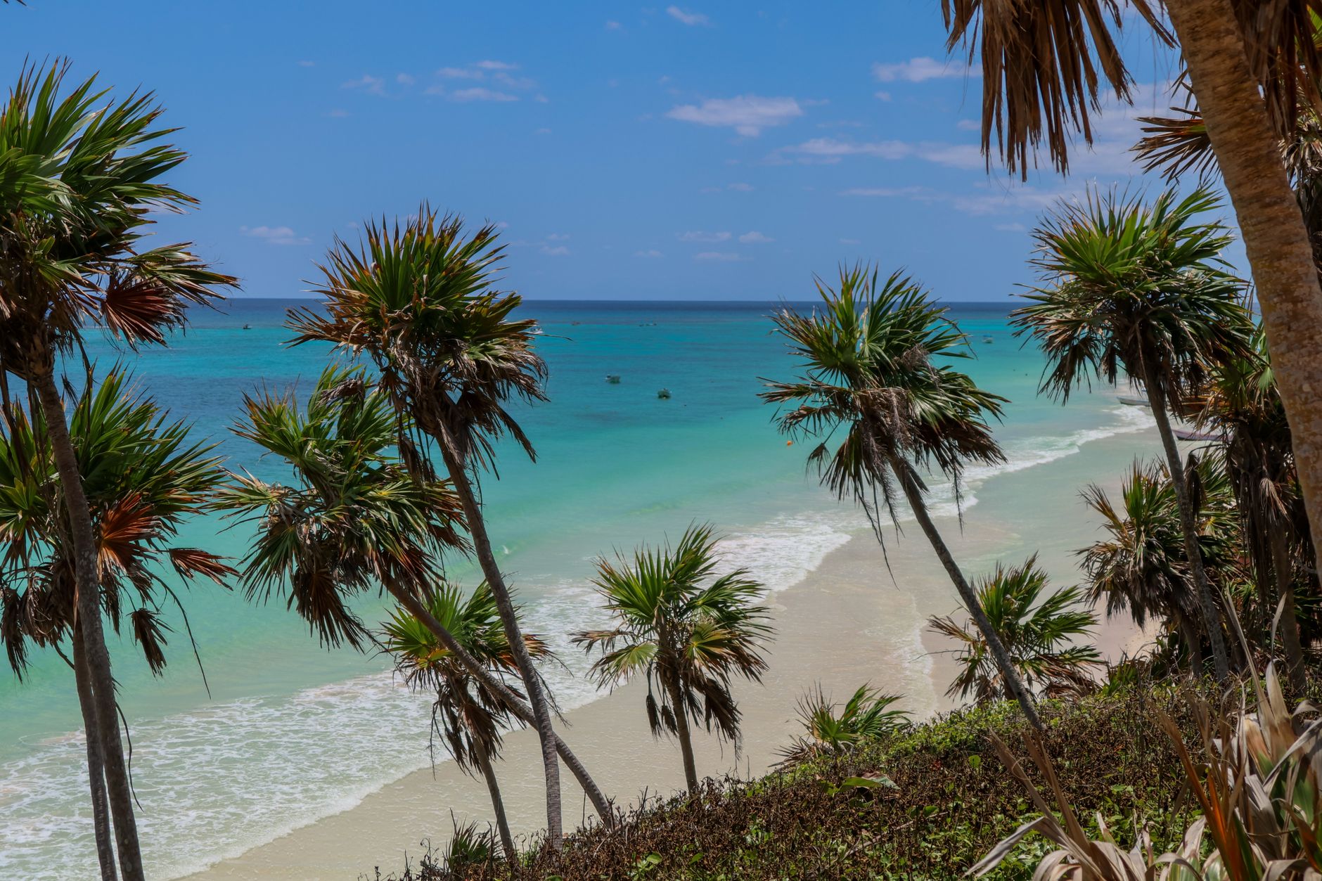 Palm trees on a low bluff above a white sand beach and turquoise shallows