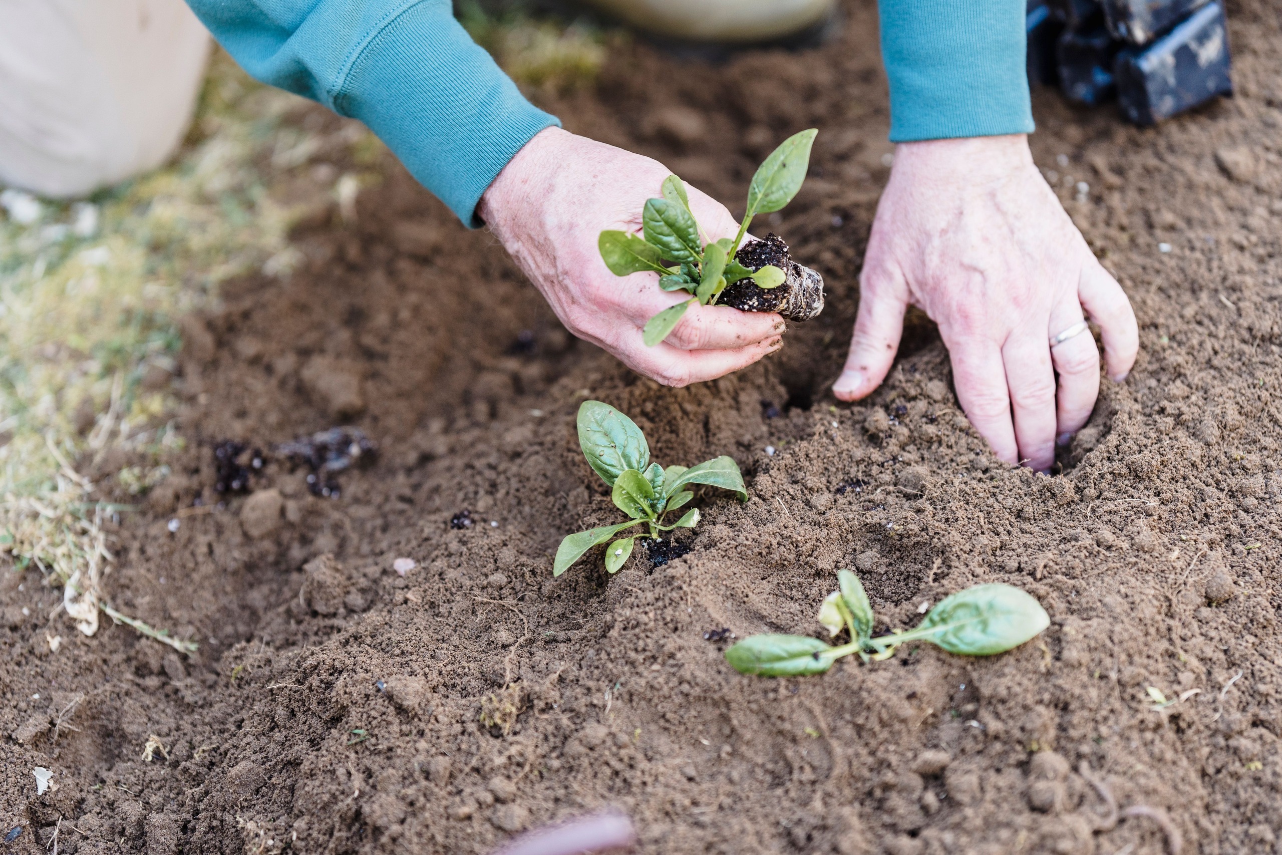 Hands settling a young seedling into dark soil