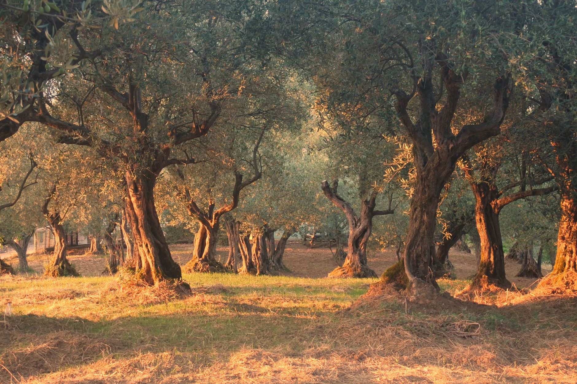 An ancient olive grove with gnarled trunks in low golden evening light
