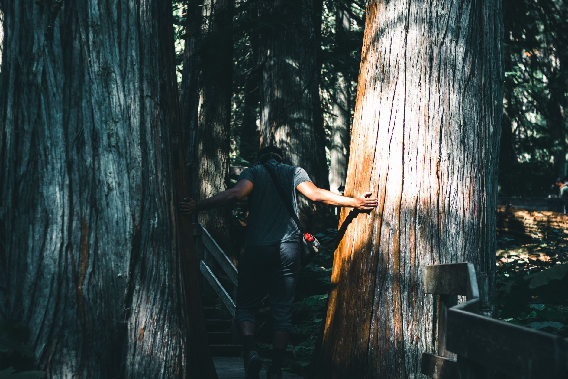A man walks between large tree trunks on a wooden forest boardwalk in dappled light