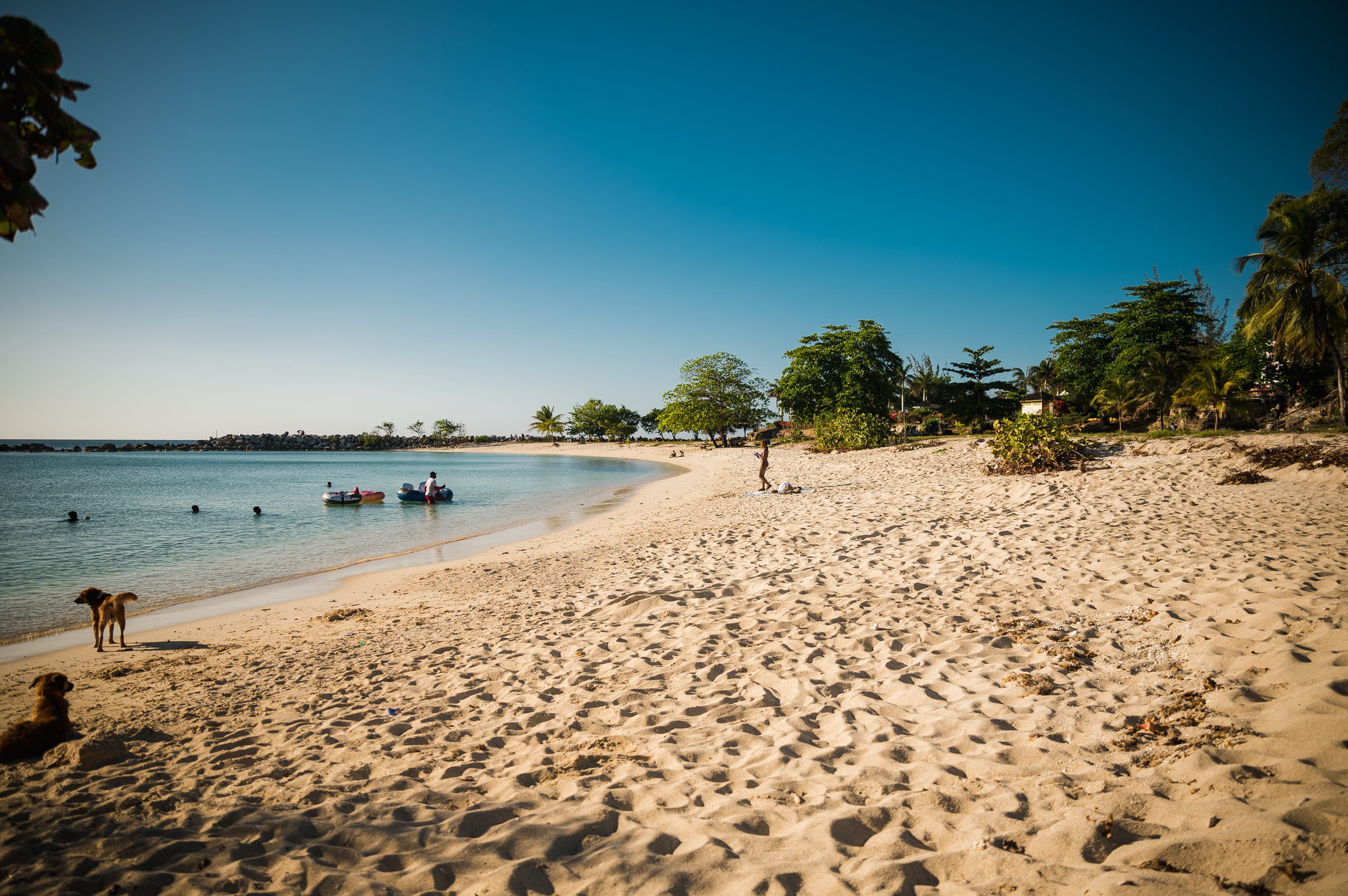 A palm-lined beach and calm water at Montego Bay